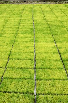 Seedlings for planting rice with machines.