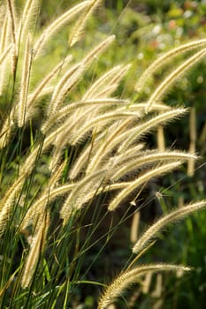 Yellow flower grass impact sunlight.