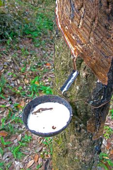 Rubber Latex  of rubber trees.