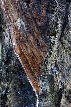 Rubber Latex  of rubber trees.