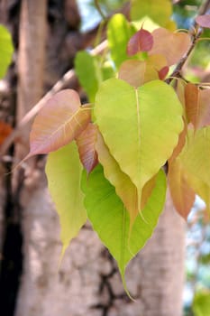 Multi-colored leaves of the Bodhi tree.