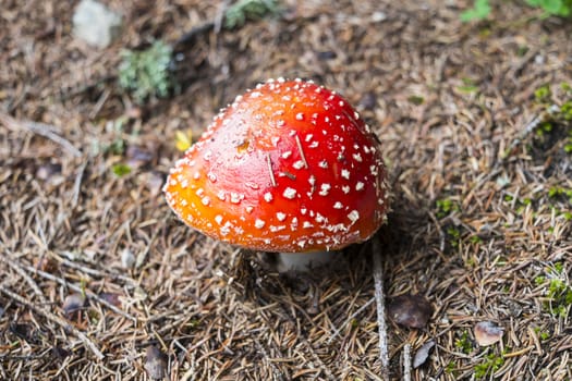 Shallow depth of field shot of red Amanita Muscaria mushroom with white dots.