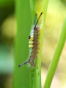 Hairy Worm eating leaves.