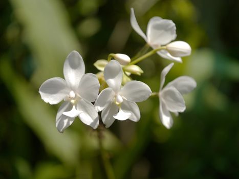 White orchid in the garden