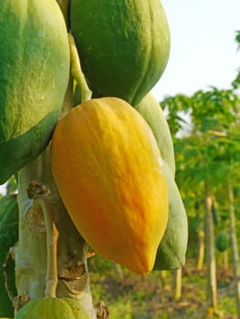 Ripe papaya on the tree.