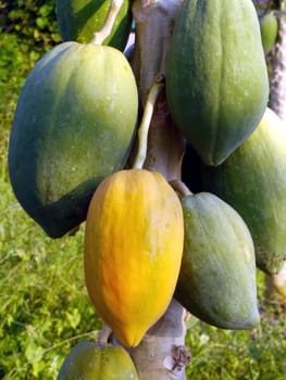 Ripe papaya on the tree.