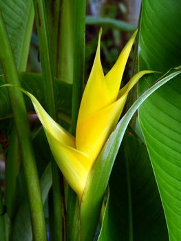 Yellow Heliconia flower