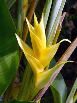 Yellow Heliconia flower