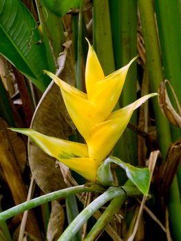 Yellow Heliconia flower