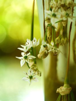 White flower of Garlic chives