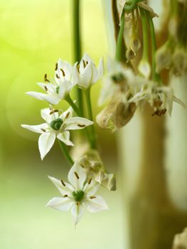White flower of Garlic chives