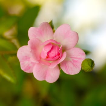Fairy Rose or Pygmy Rose