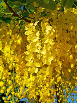 Yellow flower of Golden shower (Cassia fistula)