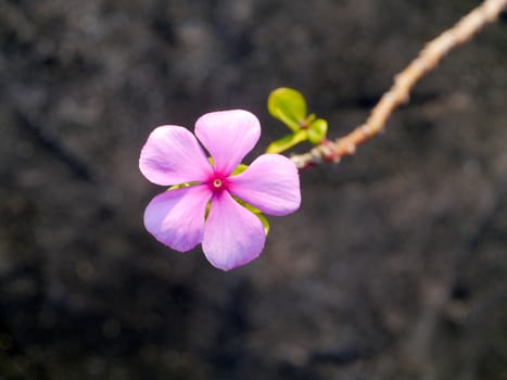 Madagascar periwinkle flower on old cement wall background.