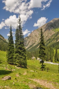 Picturesque view of coniferous trees in Tian-Shan Mountains, Kyrgyzstan