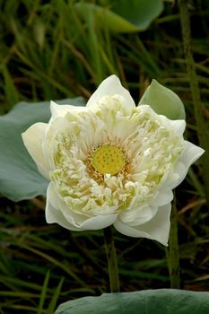 White water lily, lotus.