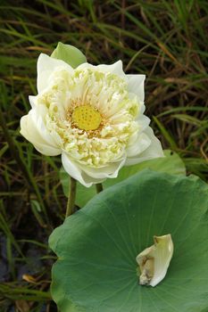 White water lily, lotus.