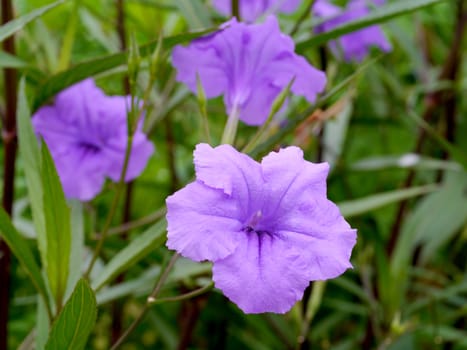 Violet color of flower in summer.