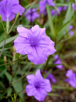 Violet color of flower in summer.