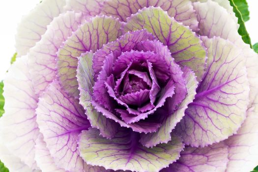 single flower of violet  brassica oleracea - close up