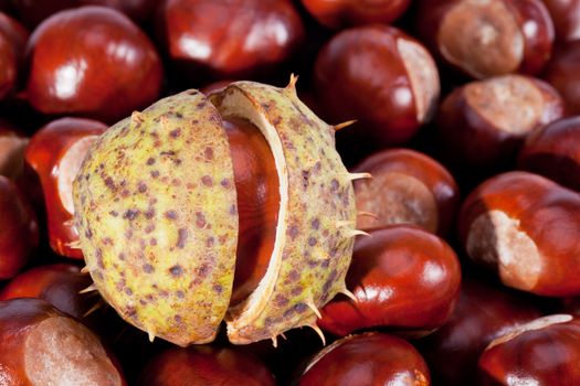 background of young chestnuts macro