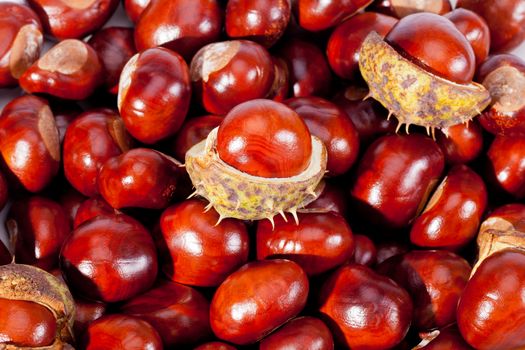 background of young chestnuts macro