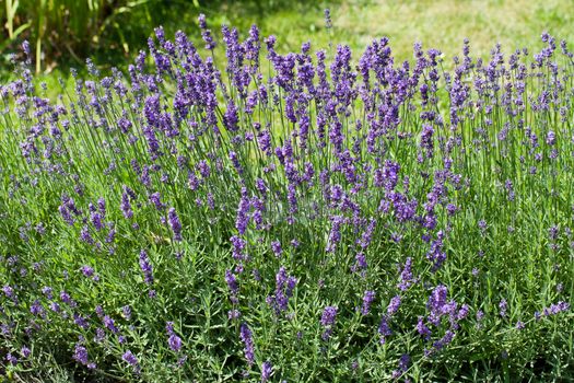 field of blooming violet lavender 