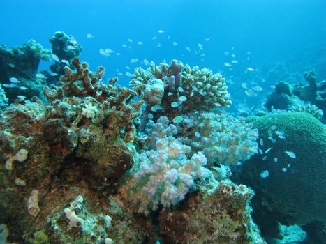 coral reef at great depth in tropical sea on blue water background
