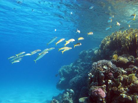 coral reef with shoal of goatfishes and hard corals at the bottom of tropical sea on blue water background