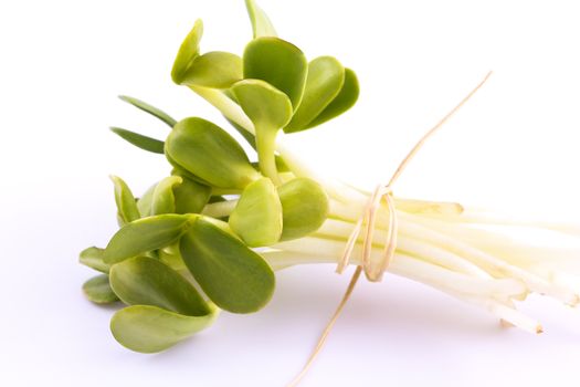 bunch of green sprouts  isolated on white background - macro
