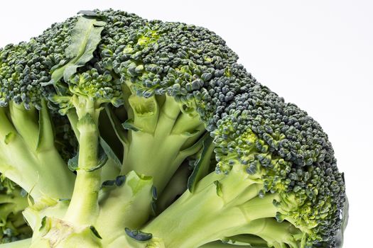 single green broccoli isolated on white background - macro