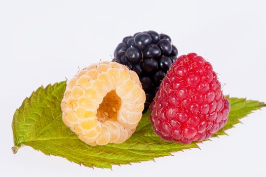 colorful rasberries on green leaf on white background close up