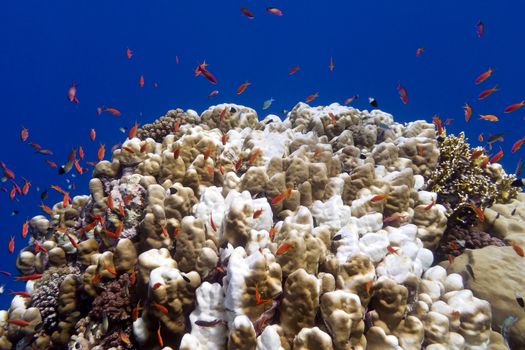 coral reef with great acropora coral andd exotic fishes anthias at the bottom of tropical sea