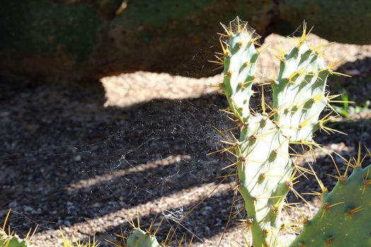 Photo of Beautiful Cactus in the Garden made in the late Summer time in Spain, 2013