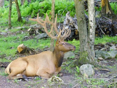 Photo is showing wilds animals captured in the Canadian countryside.