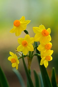 Photo shows details of various tulip flowers.