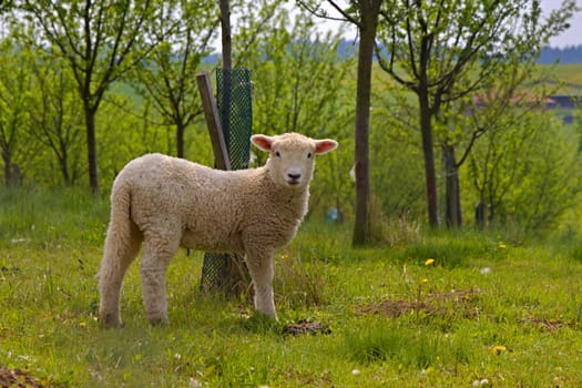 Photo shows young white sheep inm the green park.