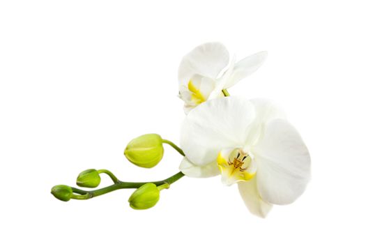 orchid isolated on white background