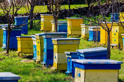 Blue and yellow beehives in garden.