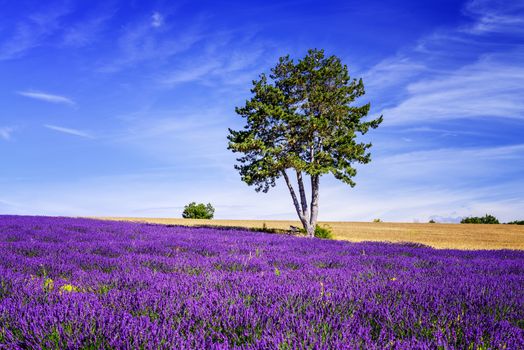 Lavender field in Provence, near Sault, France 