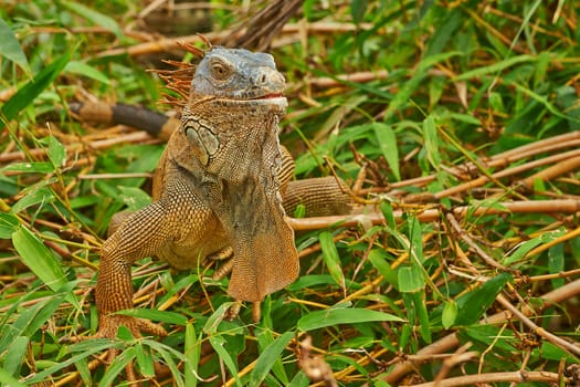 Closeup of a green iguana basking in a tree.