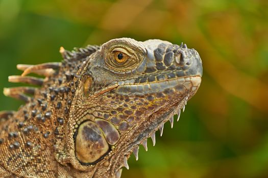 Closeup portrait of a green iguana photographed in Costa Rica.