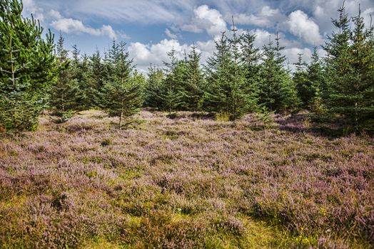 A pine forest with a floor of purple heather
