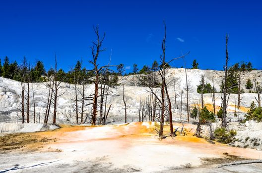 Landscape view of Angel terrace and dead trees in Yellowstone NP, Wyoming, USA