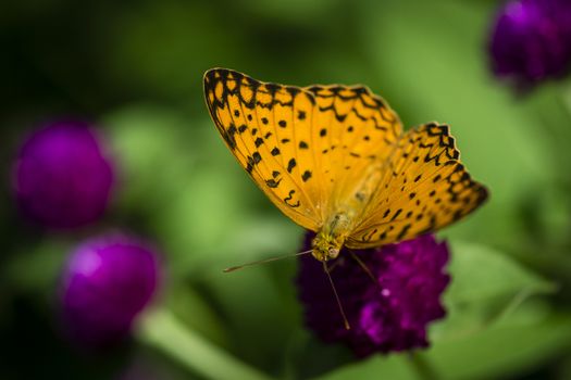 Beautiful orange butterfly in the garden.

Photographed using Nikon-D800E (36 megapixels) DSLR with AF-S VR Micro Nikkor 105 mm f/2.8G IF-ED lens at ISO 250, and exposure 1/2000 sec at f/3.2.