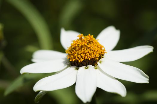 White daisy flower on a spring meadow.

Photographed using Nikon-D800E (36 megapixels) DSLR with AF-S VR Micro Nikkor 105 mm f/2.8G IF-ED lens at ISO 250, and exposure 1/1600 sec at f/11.