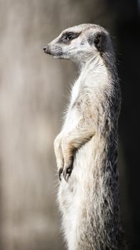 The Meerkat or Suricate, Suricata Suricatta, is a small carnivoran belonging to the Mongoose family (Herpestidae). It is the only member of the genus Suricata. Meerkats live in all parts of the Kalahari Desert in Botswana, in much of the Namib Desert in Namibia and south-western Angola, and in South Africa. A group of meerkats is called a "mob", "gang" or "clan".

Photographed using Nikon-D800E (36 megapixels) DSLR with AF-S NIKKOR 70-200 mm f/2.8G ED VR II lens at focal length 200 mm, ISO 100, and exposure 1/1600 sec at f/2.8.