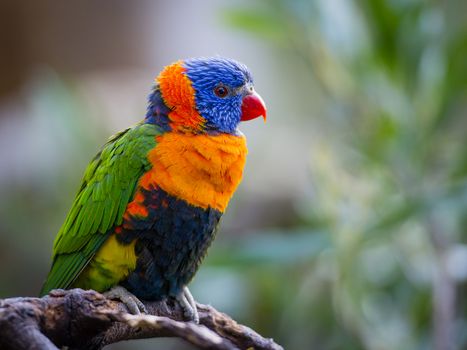 Rainbow Lorikeet (Trichoglossus Haematodus) have very bright plumage. The head is deep blue with a greenish-yellow nuchal collar, and the rest of the upperparts (wings, back and tail) are deep green. The chest is red with blue-black barring. The belly is deep green, and the thighs and rump are yellow with deep green barring. In flight a yellow wing-bar contrasts clearly with the red underwing coverts. They are monogamous and pair for life.

It is a species of Australasian parrot found in Australia, Indonesia, Papua New Guinea, New Caledonia, Solomon Islands and Vanuatu. Its habitat is rainforest, coastal bush and woodland areas.

Photographed using Nikon-D800E (36 megapixels) DSLR with AF-S NIKKOR 70-200 mm f/2.8G ED VR II lens at focal length 200 mm, ISO 640, and exposure 1/100 sec at f/2.8.