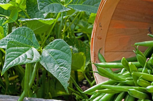 Freshly picked beans and a quarter basket