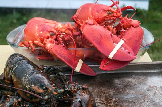 Live and Cooked Lobster on Grand Manan New Brunswick